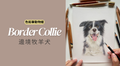 色鉛筆動物畫：邊境牧羊犬