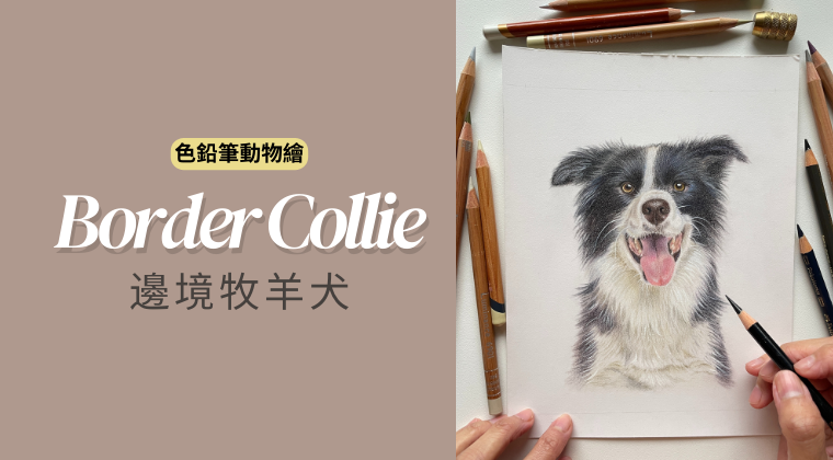 色鉛筆動物畫：邊境牧羊犬