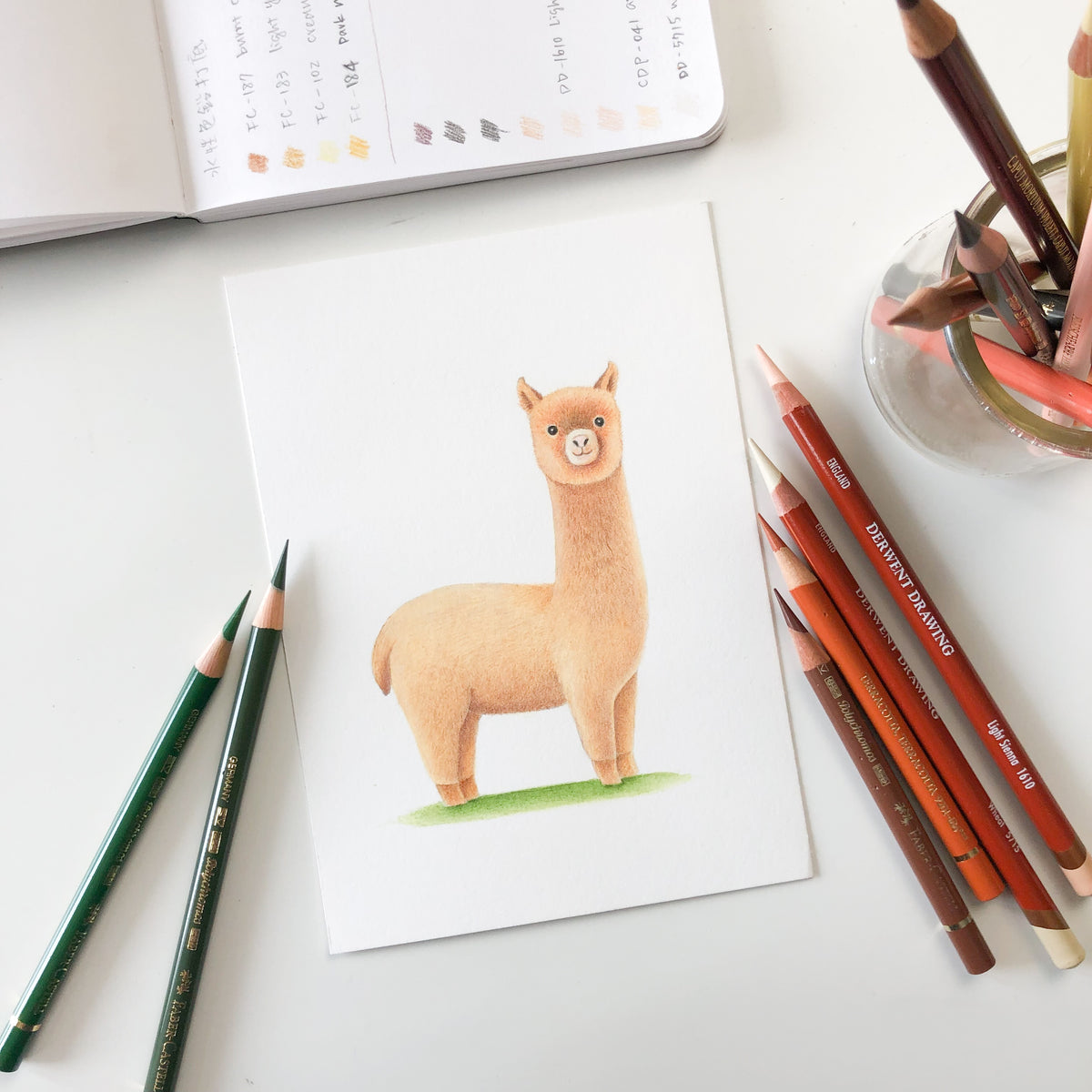 色鉛筆動物畫：羊駝