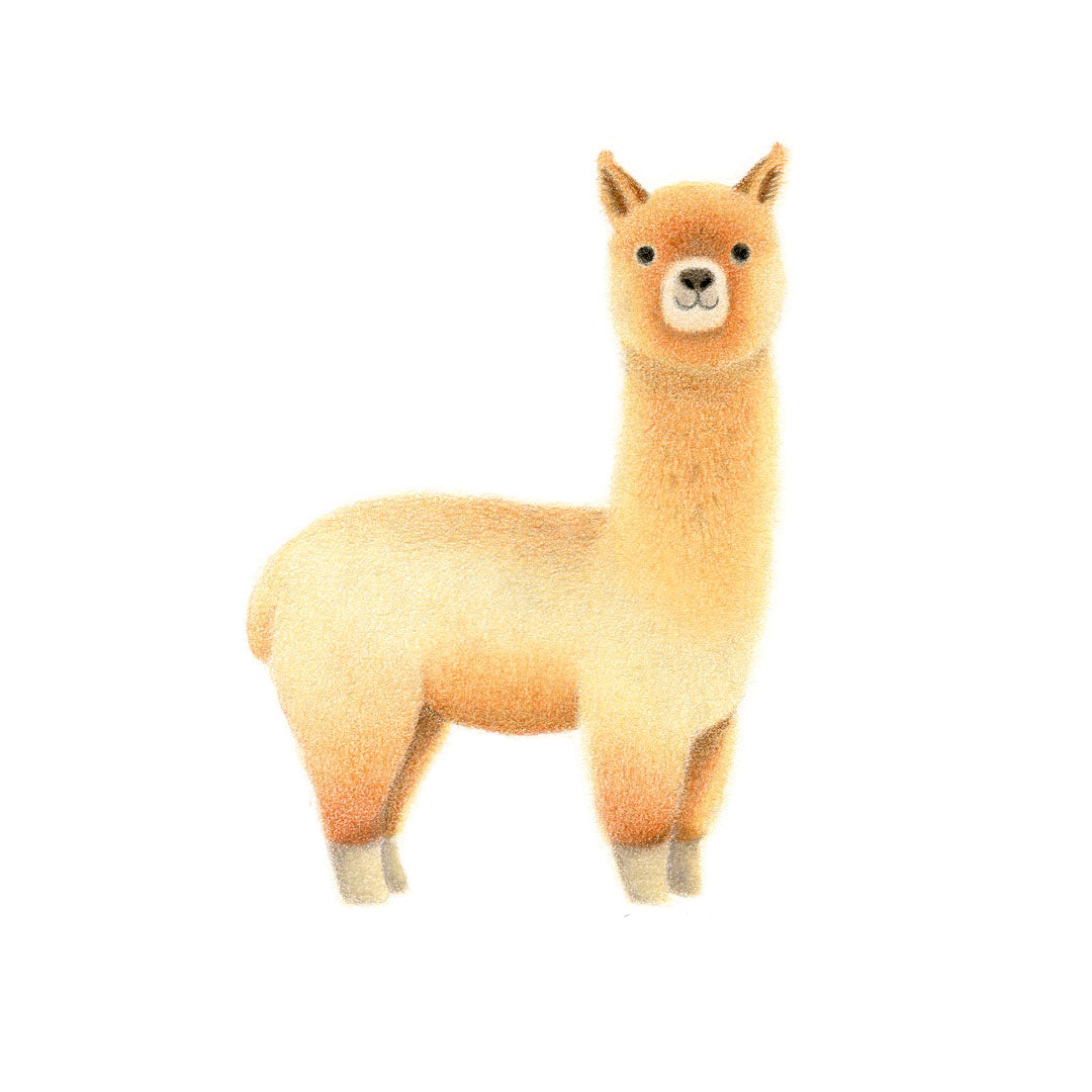 色鉛筆動物畫：羊駝