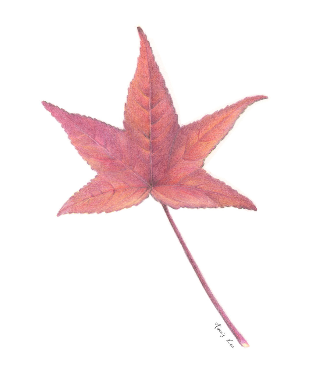 色鉛筆植物繪全集