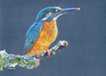 色鉛筆動物畫：翠鳥